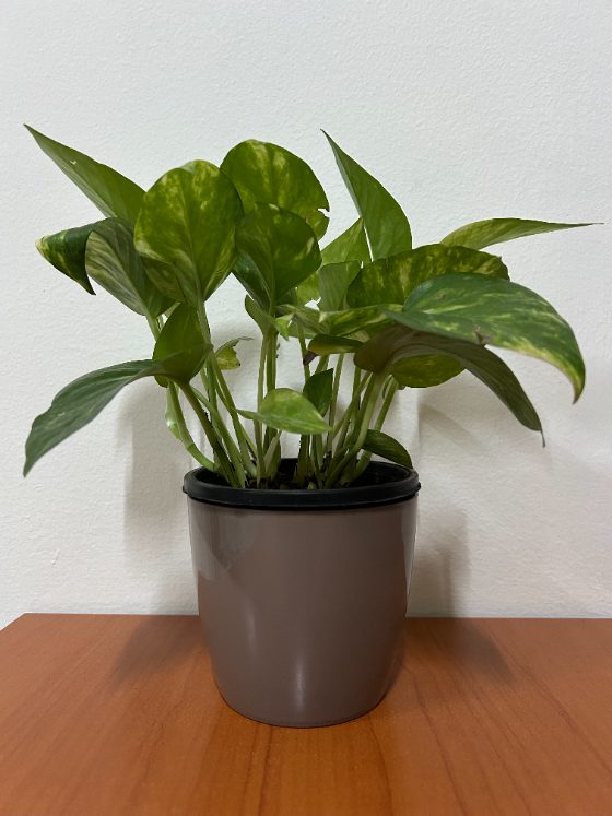 Darwin, a money plant